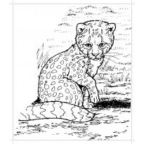 raskraska-gepard32