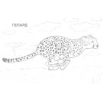 raskraska-gepard6