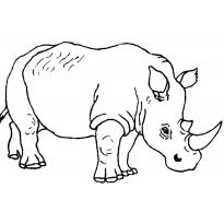 raskraska-nosorog35