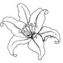 raskraska-lilii10