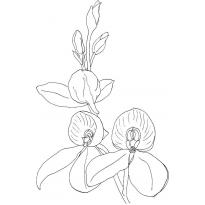 raskraska-orhideya12