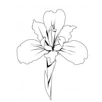 raskraska-orhideya14