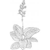 raskraska-orhideya16