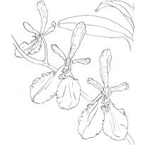 raskraska-orhideya28