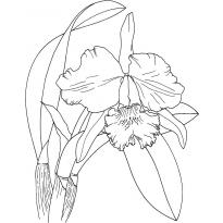 raskraska-orhideya6