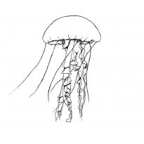 raskraska-meduza16