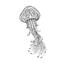 raskraska-meduza32