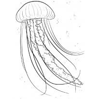 raskraska-meduza45