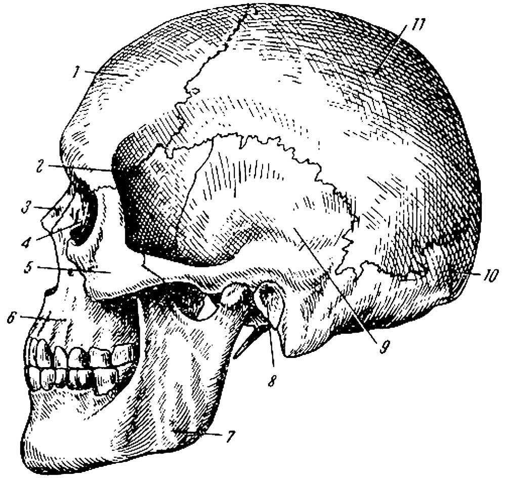 Лобная отдел скелета. Кости мозгового отдела черепа. Лицевой отдел черепа сбоку. Кости лицевого отдела черепа сбоку. Анатомия костей мозгового отдела черепа.