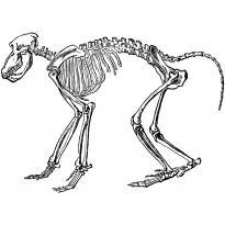 raskraska-skelet12