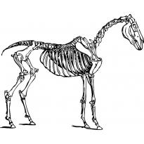 raskraska-skelet18