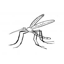 raskraska-komar41
