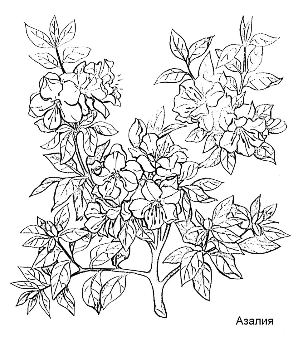 Рододендрон шлиппенбаха рисунок