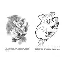raskraska-koala58