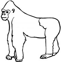 raskraska-gorilla52