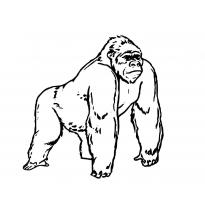 raskraska-gorilla58