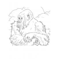 raskraska-gorilla65