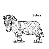 raskraska-zebra-10