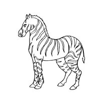 raskraska-zebra-11