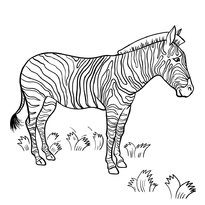 raskraska-zebra-25