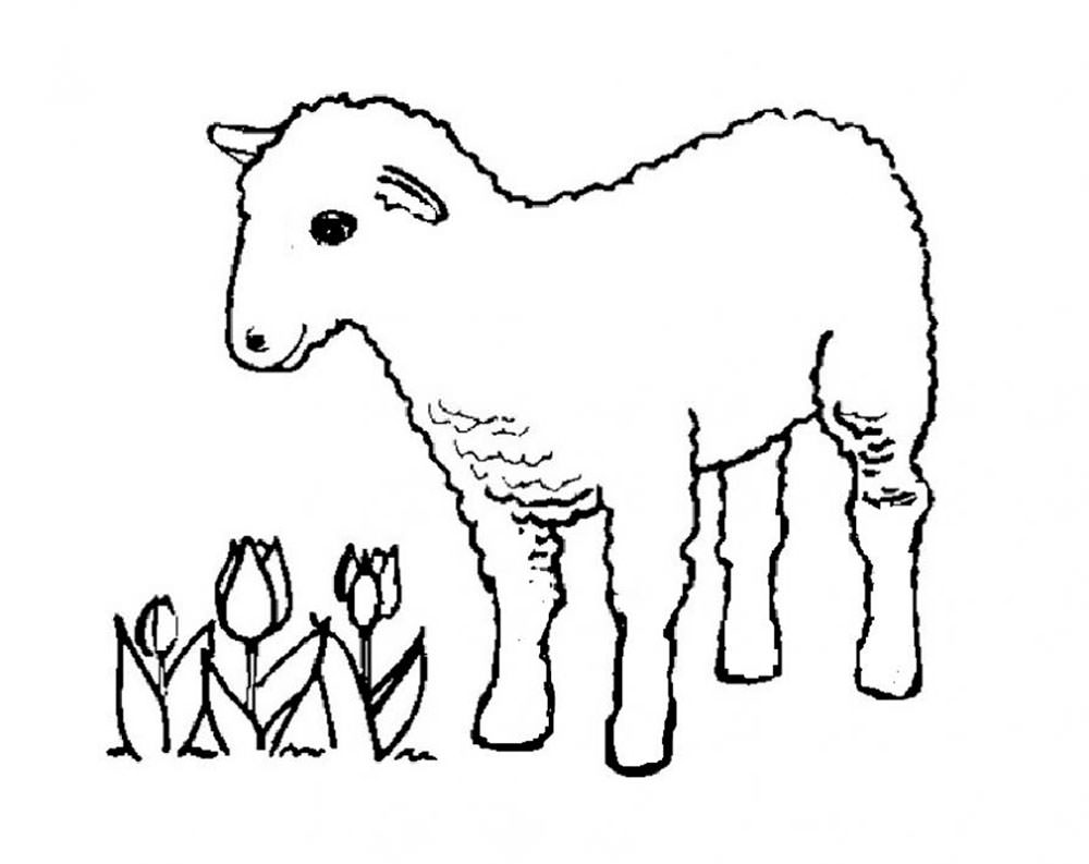 Раскраска овечка, овца для детей 4, 5, 6, 7, 8 лет: 30 разукрашек