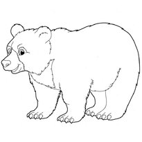 raskraska-medved-13