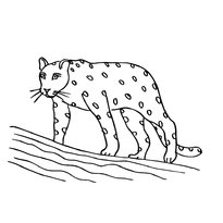 raskraska-leopard-1