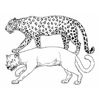 raskraska-leopard-18