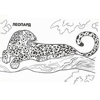 raskraska-leopard-22