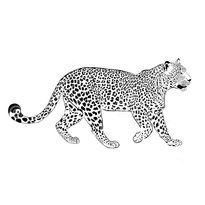 raskraska-leopard-24