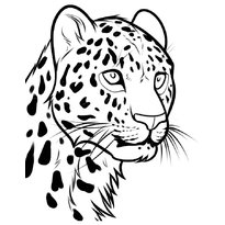 raskraska-leopard-25