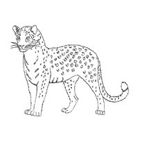 raskraska-leopard-32