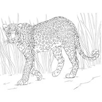 raskraska-leopard-4