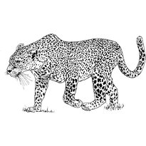 raskraska-leopard-5