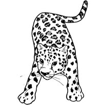 raskraska-leopard-6