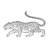 raskraska-leopard-7