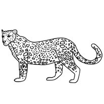 raskraska-leopard-8