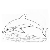 raskraska-delfin-10