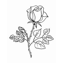raskraska-roza-cvetok10