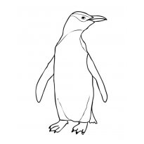 raskraska-pingvin63