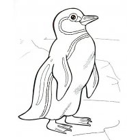 raskraska-pingvin70