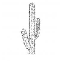 raskraska-kaktus28
