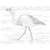 raskraska-flamingo24