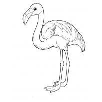 raskraska-flamingo25