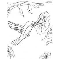 raskraska-kolibri1