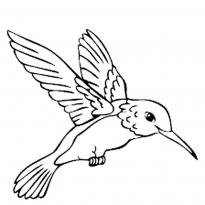 raskraska-kolibri12