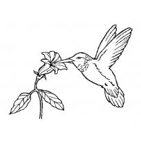 raskraska-kolibri25