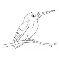 raskraska-kolibri26