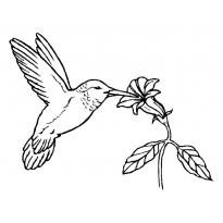 raskraska-kolibri3