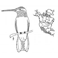 raskraska-kolibri8